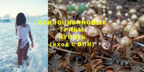шишки Арсеньев